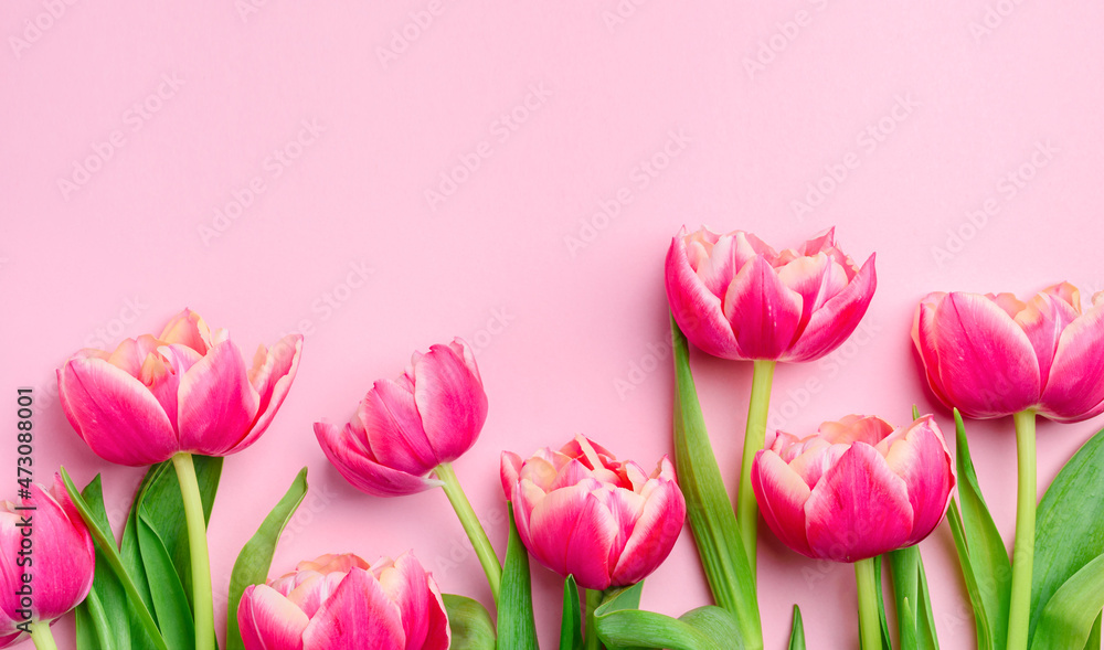 Obraz premium Pink pastel background with pink tulips. Flowers banner. Copy space, top view.