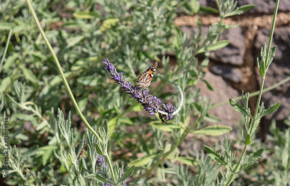full frame of lavender and butterfly full frame of lavender and butterfly