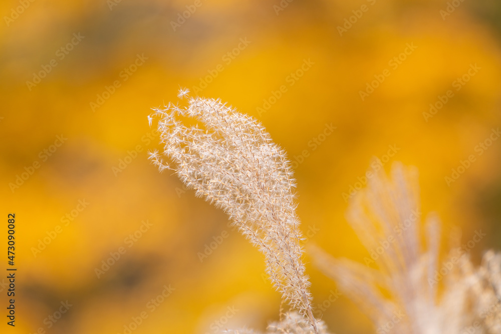 Obraz premium 紅葉とススキ