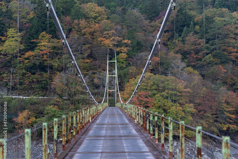 Fototapeta premium 秋の井川大橋
