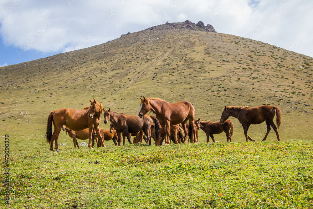 Beautiful brown horses grazing on green hills in a mountain valley on a sunny day Beautiful brown horses grazing on green hills in a mountain valley on a sunny day
