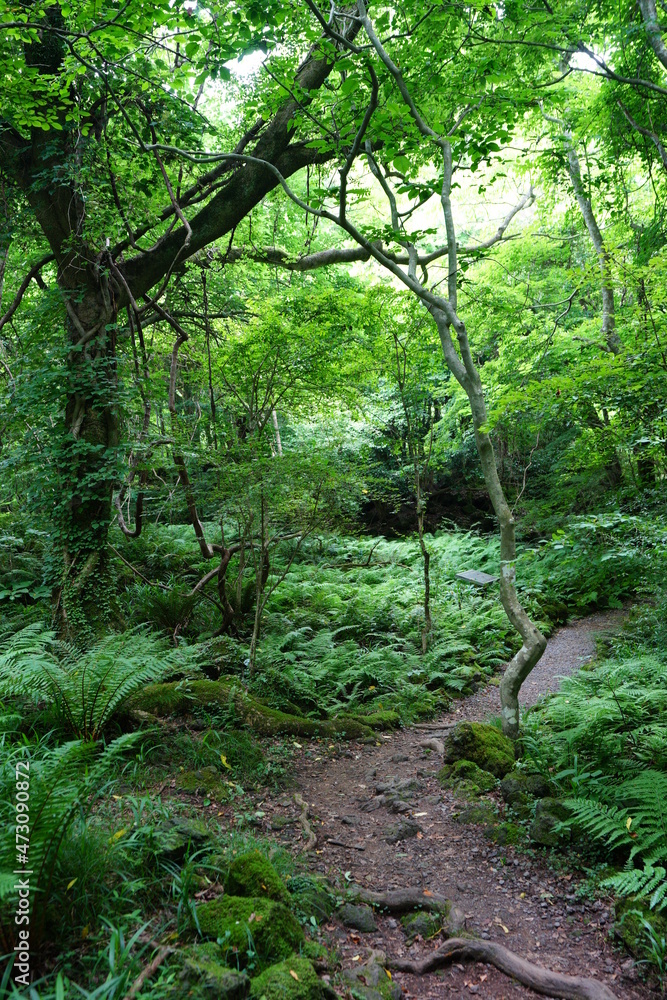 a flourishing fresh green forest with a path a flourishing fresh green forest with a path