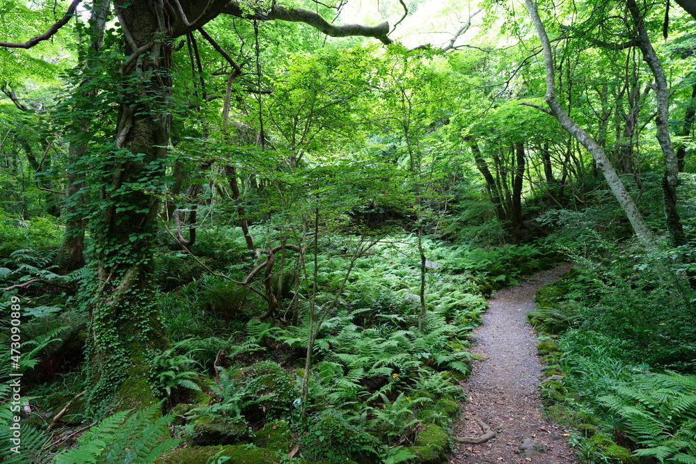 a flourishing fresh green forest with a path