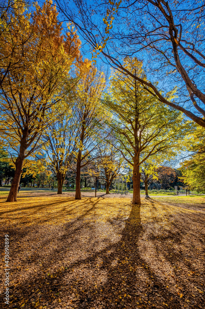 Autumn colors in a park in Tokyo with red Japanese maples and yellow Ginkgo Biloba trees putting on a colorful show