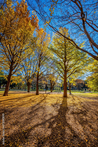 Autumn colors in a park in Tokyo with red Japanese maples and yellow Ginkgo Biloba trees putting on a colorful show