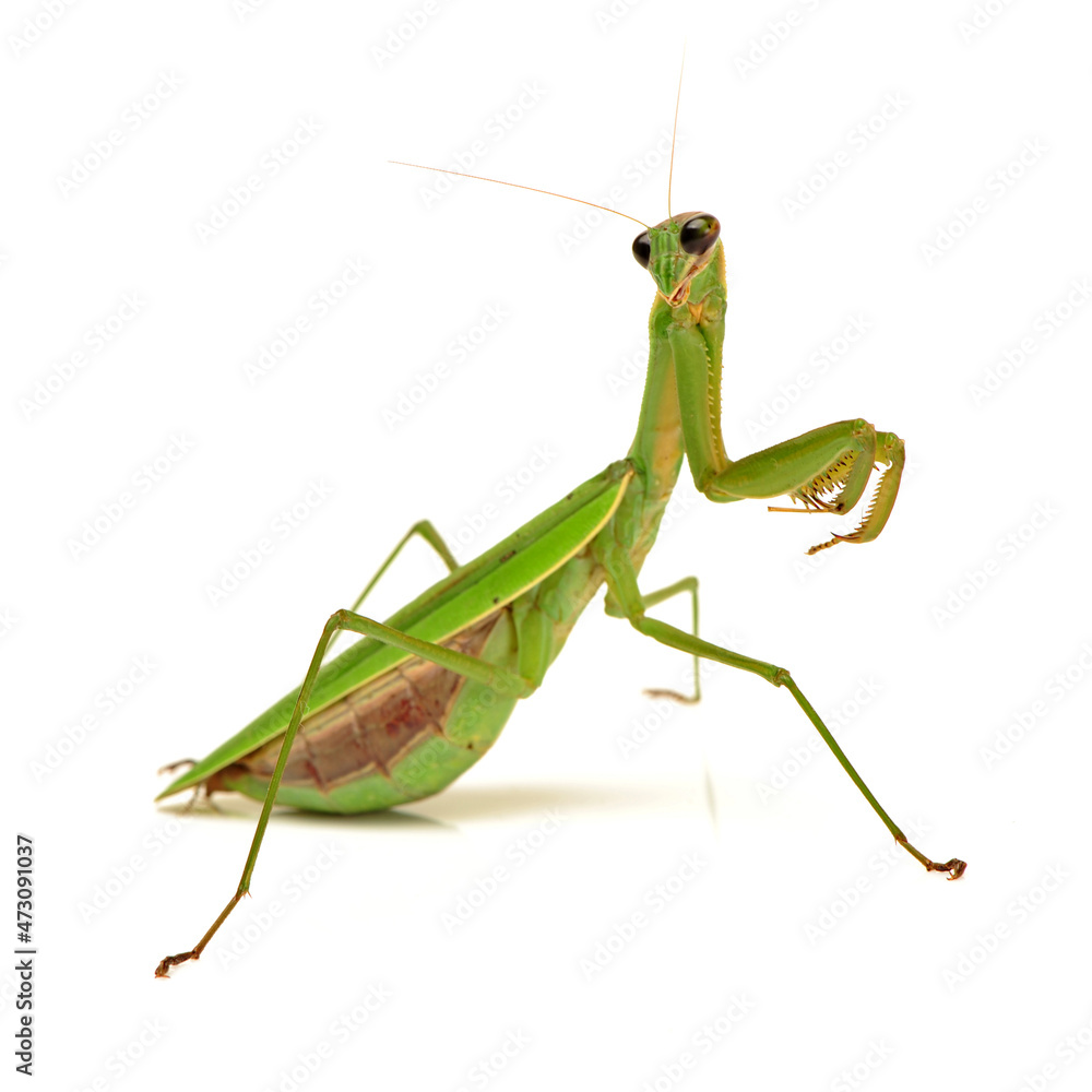 Green mantis isolated on a white background  - obrazy, fototapety, plakaty 