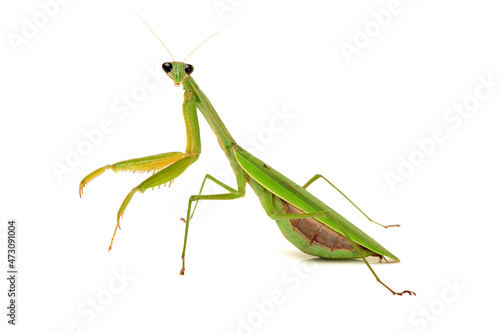 Green mantis isolated on a white background © zcy