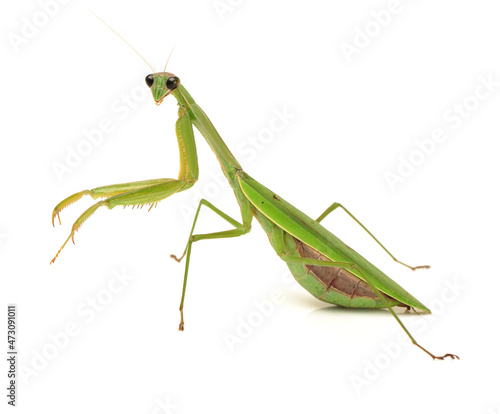 Green mantis isolated on a white background © zcy
