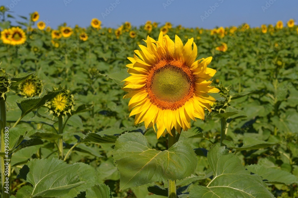Fototapeta premium sunflower in the garden 