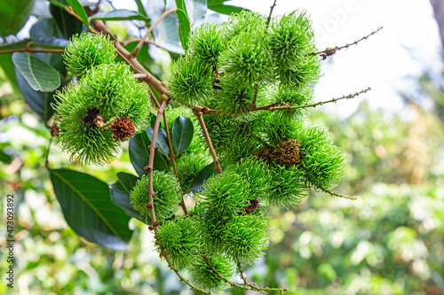 Bunch of Young green rambutan