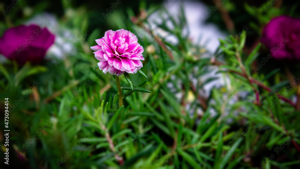beautiful pink Portulaca grandifloras in bloom. called as Moss rose , Indian table, 9 o`clock flower, ten o`clock, sun rose. They bloom is summer and in abundant sunlight, bloom morning sun plant. beautiful pink Portulaca grandifloras in bloom. called as Moss rose , Indian table, 9 o`clock flower, ten o`clock, sun rose. They bloom is summer and in abundant sunlight, bloom morning sun plant.