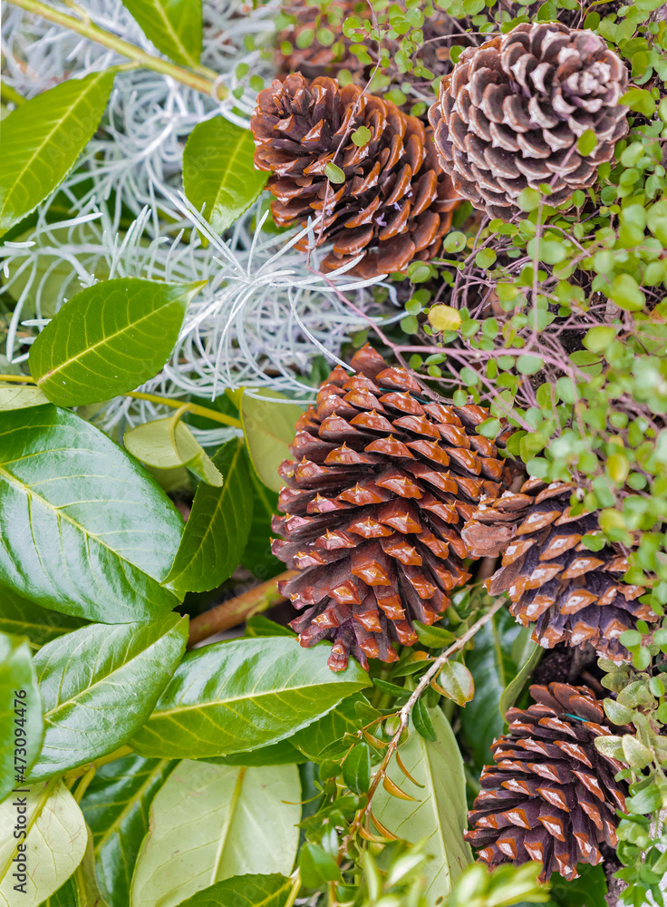 Obraz premium Beautiful color Christmas pine cone on green branches and green leaves of the plant