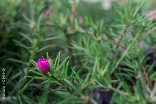 beautiful bud pink Portulaca grandifloras in bloom. called as Moss rose , Indian table, 9 o`clock flower,  ten o`clock, sun rose. They bloom is summer and in abundant sunlight, bloom morning sun plant photo