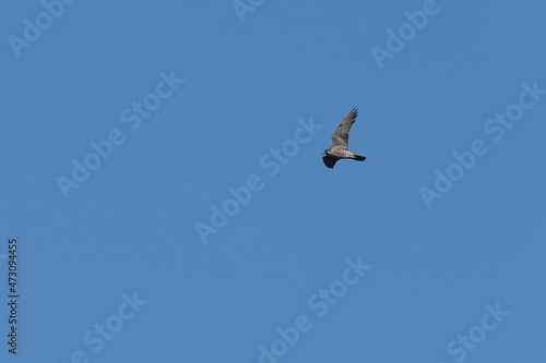 peregrine falcon in the sky
