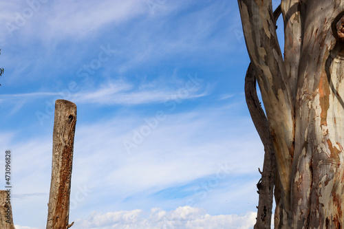 tree trunks against blue sky
