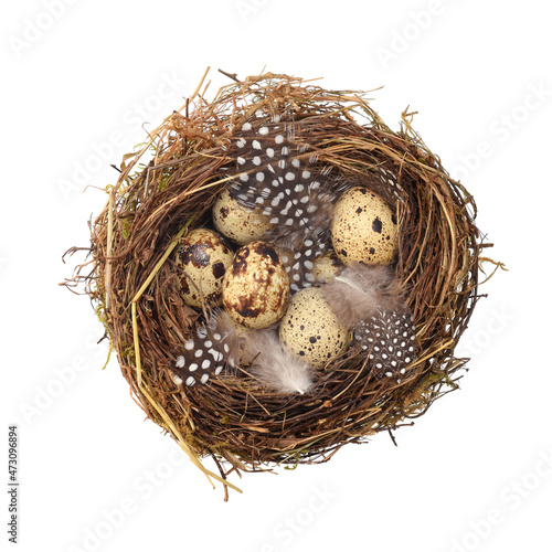 Quail eggs and bird feather in nest isolated on white photo
