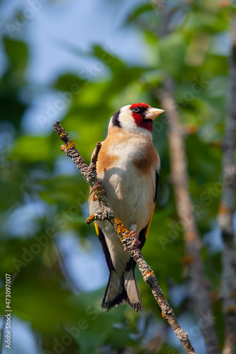 The European goldfinch or simply the goldfinch (Carduelis carduelis) is a small passerine bird in the finch family that is native to Europe.