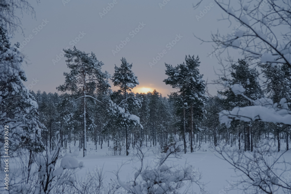 Fototapeta premium The winter sun rises from behind the trees.