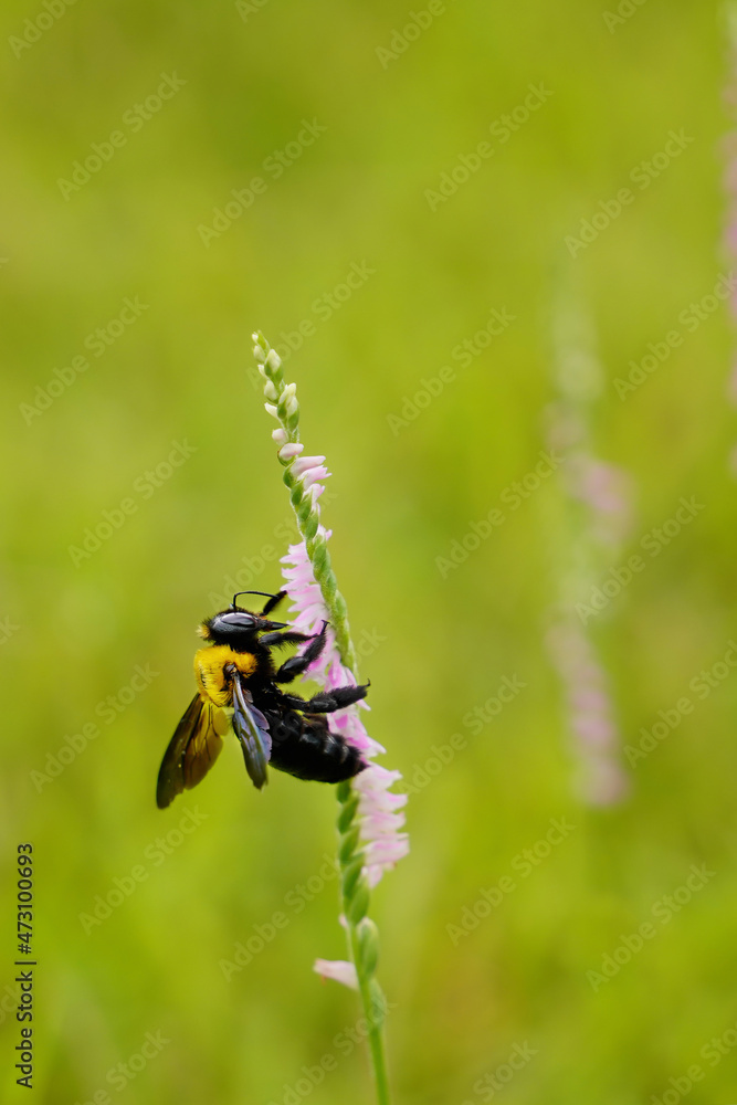 ねじり花と蜜を吸う蜂 ねじり花と蜜を吸う蜂