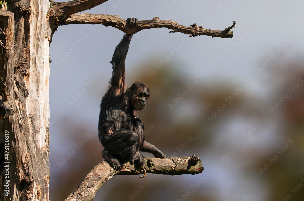 sitting west african chimpanzee relaxes sitting west african chimpanzee relaxes