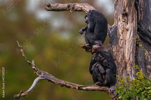 2 west african chimpanzee sitting in a tree Fototapet