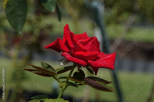 赤い薔薇２