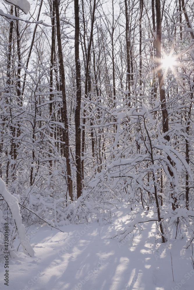 Obraz premium Fabulous winter forest under deep snow in backlit sunlight
