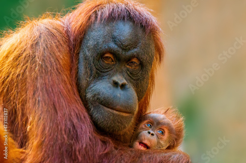 orangutan mother cares for her baby