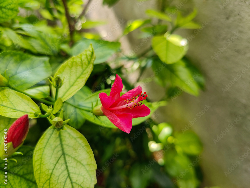 Stock photo of beautiful red color hibiscus flower with green leaves blooming in the home garden at Gulbarga, Karnataka, India. Hibiscus is a genus flowering plant in the mallow family, malvaceae. Stock photo of beautiful red color hibiscus flower with green leaves blooming in the home garden at Gulbarga, Karnataka, India. Hibiscus is a genus flowering plant in the mallow family, malvaceae.