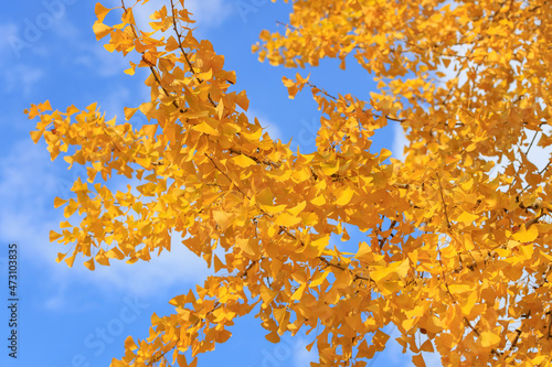 青空と黄葉したイチョウ