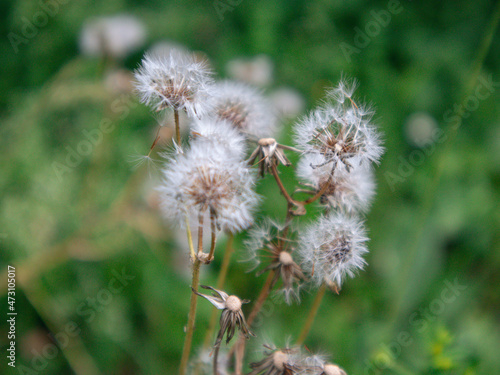 Alpine flower