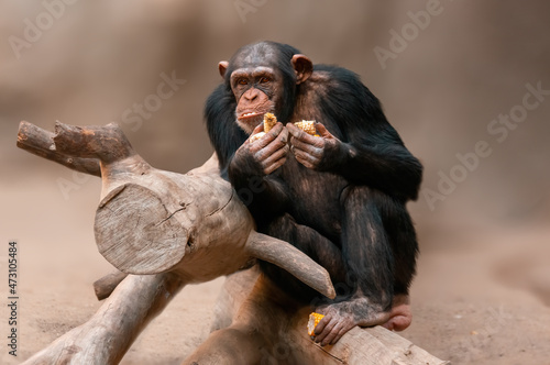 Fototapeta Naklejka Na Ścianę i Meble -  sitting west african chimpanzee relaxes