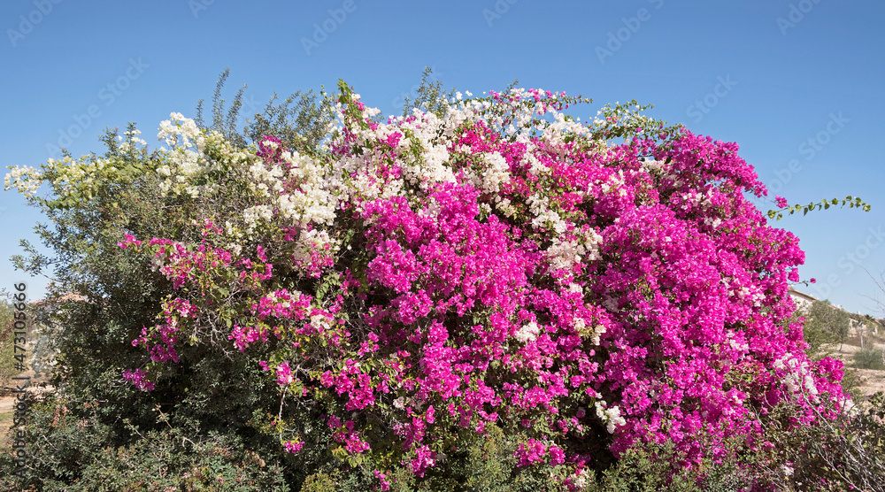 very large blooming bougainvillea shrub with hot pink magenta and white flowers on the same plant with a clear blue sky background