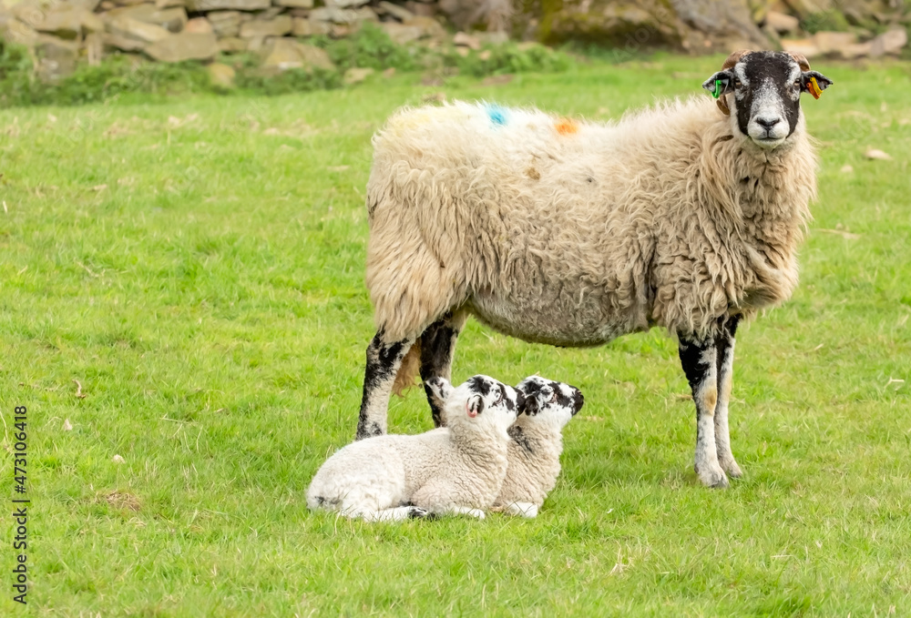 Obraz premium Swaledale ewe or female sheep with her two Swaledale mule lambs sat on the grass and looking up at their mum in Springtime. Swaledale sheep are native to North Yorkshire. Space