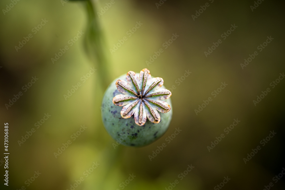 Irish poppy medicinal field flowers Irish poppy medicinal field flowers