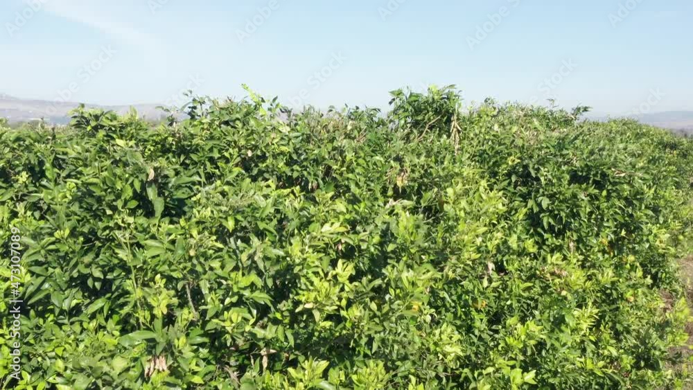 Large Orange tree orchard, Aerial view. Large Orange tree orchard, Aerial view.