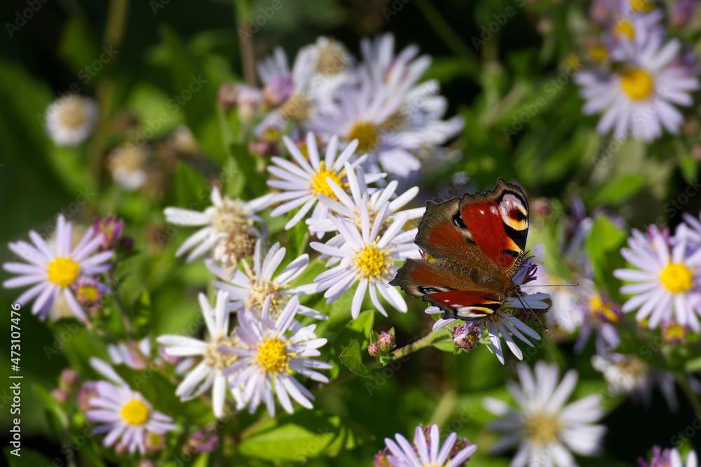 European peacock butterfly (Aglais io) sitting on Spanish Daisy in Zurich, Switzerland European peacock butterfly (Aglais io) sitting on Spanish Daisy in Zurich, Switzerland