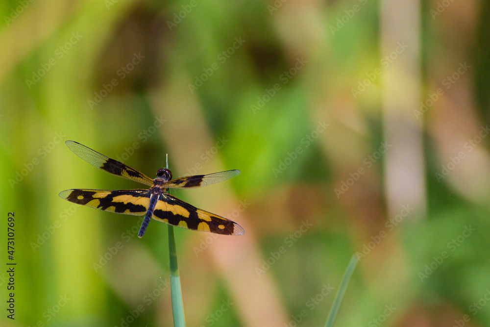 Dragonflies of Sri Lanka from the Yala National Park Dragonflies of Sri Lanka from the Yala National Park