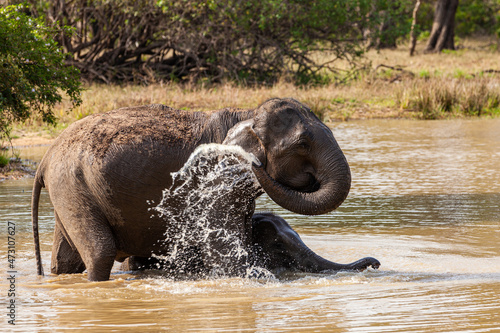 Asian elephant family group with young elephants in the middle approach a waterhole to cool off in the water