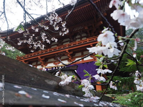 神社境内に咲いている桜