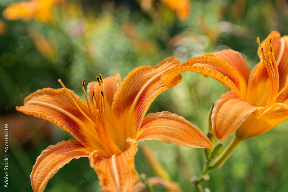 Orange daylily flowers (Hemerocallis fulva) highlighted by the sun. Flowers shot in the garden over the green blurred background. Copy space. Selective focus Orange daylily flowers (Hemerocallis fulva) highlighted by the sun. Flowers shot in the garden over the green blurred background. Copy space. Selective focus