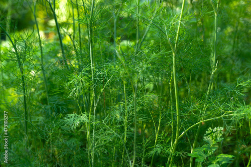 Ripening dill (Anethum graveolens) growing in the country garden over the spring sun. Dill is annual green herb of Apiaceae. Agriculture and gardening. Organic and healthy farm food concept