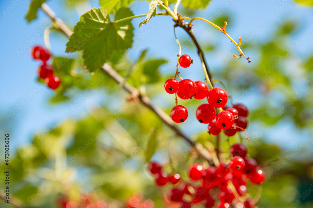 Ripe and juicy red currant berries (latin Ribes Rubrum) on a branch in the garden. Shot over background of blue sky. Berries are illuminated by the sun and shine through. Selective focus