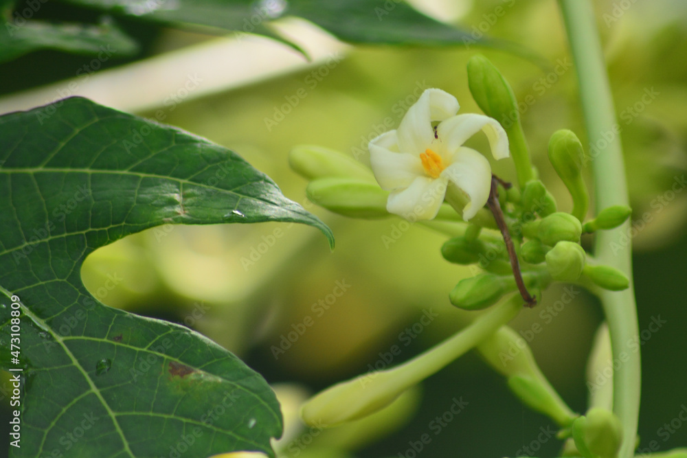 Carica papaya Male flower, The papaya , papaw, Pepaya or pawpaw is the plant, species in the genus Carica of the family Caricaceae. Carica papaya Male flower, The papaya , papaw, Pepaya or pawpaw is the plant, species in the genus Carica of the family Caricaceae.