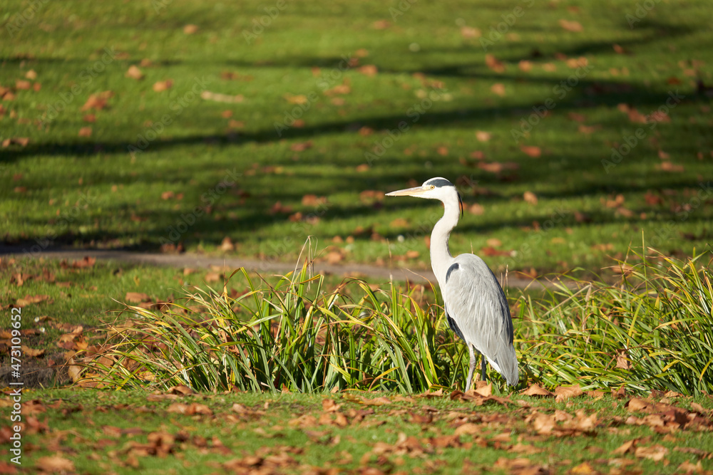 Obraz premium Grey heron (Ardea cinerea) in a public park in Stuttgart. Water bird on green meadow with brown autumn leaves. Side view. Germany.