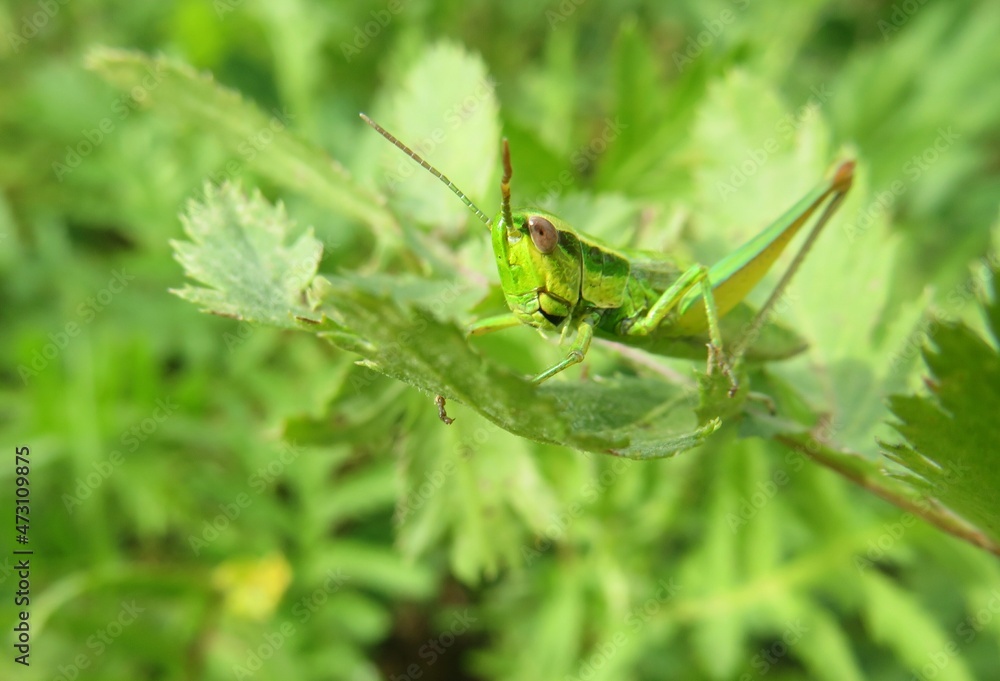 Green grasshopper on plant in the garden on natural green background, closeup Green grasshopper on plant in the garden on natural green background, closeup