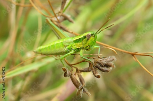 Beautiful green grasshopper sitting on a plant branch, closeup
