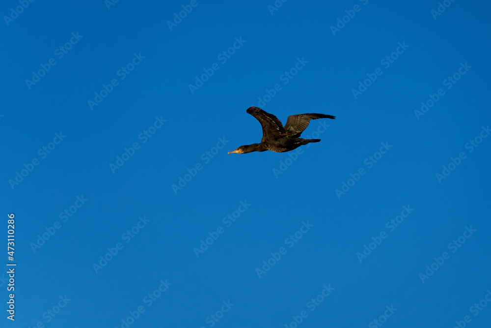 Obraz premium Flying cormorant (Kormoran, Phalacrocorax carbo). Water bird with spread wings against blue background. Animal wildlife in germany.
