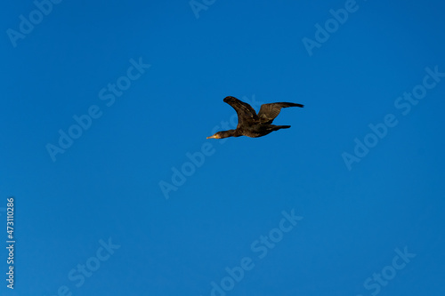 Flying cormorant  Kormoran  Phalacrocorax carbo . Water bird with spread wings against blue background. Animal wildlife in germany.