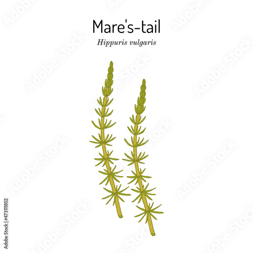 Common mares-tail, Hippuris vulgaris , medicinal plant photo
